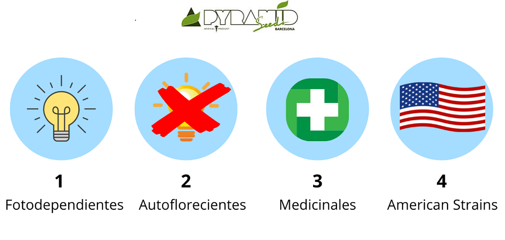 Tipos de semillas de marihuana feminizadas: 1- Fotodependientes. 2- Autoflorecientes. 3- Medicinales. 4- American Strains